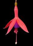 : - Fuchsia austromontana
