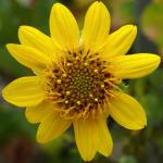 : - Helianthus bolanderi