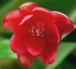 Japanischer Sternanis - Illicium lanceolatum