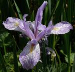 Langkronige Schwertlilie - Iris longipetala