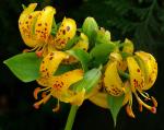: - Lilium hansonii