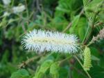 : - Mimosa caesalpiniifolia