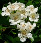 Chinesischer Weißdorn - Crataegus pinnatifidus