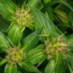 : - Gentiana tibetica