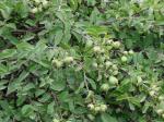 Barbadosstachelbeere - Pereskia aculeata