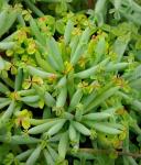 : - Oxalis teneriensis