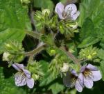 : - Phacelia bolanderi