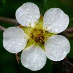 : - Potentilla davurica