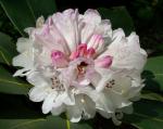 : - Rhododendron rex subsp. fictolacteum