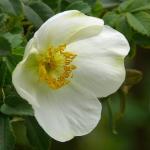 : - Rosa sericea