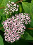 : - Spiraea hirsuta