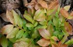 Amerikanische Heidelbeere - Vaccinium angustifolium