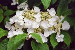 : - Viburnum plicatum var. tomentosum