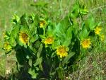 : - Wyethia angustifolia