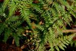 : - Pityrogramma calomelanos