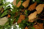 : - Ampelocissus cinnamomea