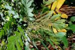 : - Aralidium pinnatifidum