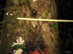 : - Macaranga capensis