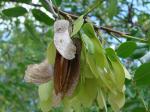 : - Pterogyne nitens
