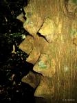 : - Zanthoxylum usambarense