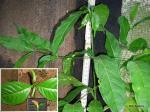 : - Canthium oligocarpum