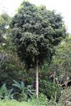 : - Englerodendron usambarense