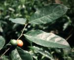 : - Coffea mongensis