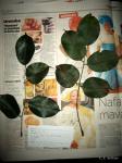 : - Pterocarpus tinctorius