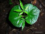 : - Ricinodendron heudelotii subsp. africanum