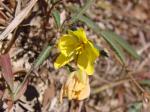 : - Chamaecrista flexuosa