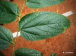 Holzkohle-Baum - Trema orientalis