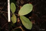 :-Trichilia emetica
