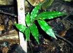 : - Uvariastrum dependens