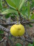 Cagaita - Eugenia dysenterica