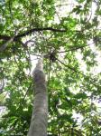 : - Pourouma guianensis