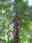 : - Xylopia ochrantha