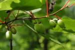 Kolomikta-Strahlengriffel - Actinidia kolomikta