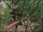 : - Calothamnus rupestris