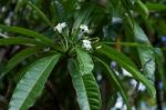 : - Cerbera floribunda