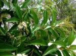 : - Citharexylum spinosum