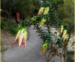: - Darwinia meeboldii