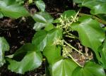 : - Entelea arborescens