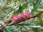 : - Grevillea barklyana