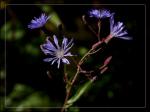 : - Lactuca sibirica