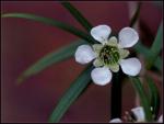 Zitronenmyrte - Leptospermum petersonii