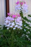 Hassler-Spinnenpflanze-Cleome houtteana