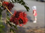 : - Schotia brachypetala