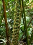 : - Calamus moti
