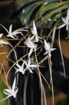 : - Aerangis brachycarpa