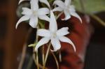 : - Aerangis modesta